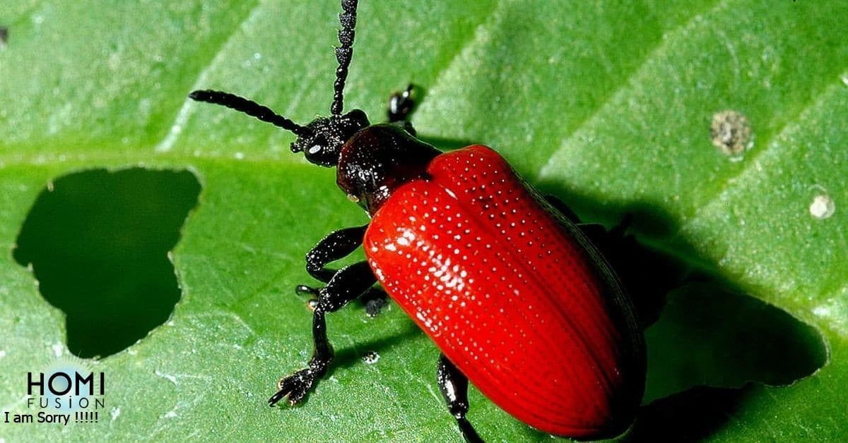 What Attracts Beetles In Your House